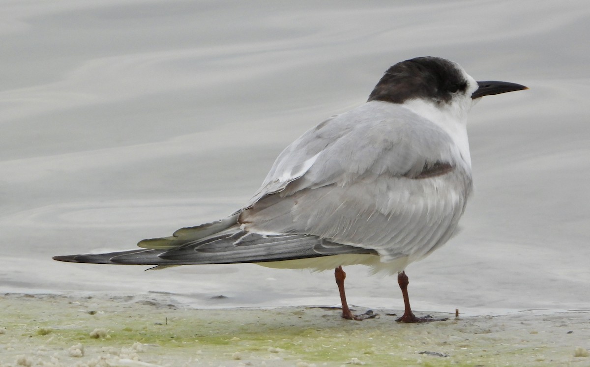 Flussseeschwalbe - ML646586915