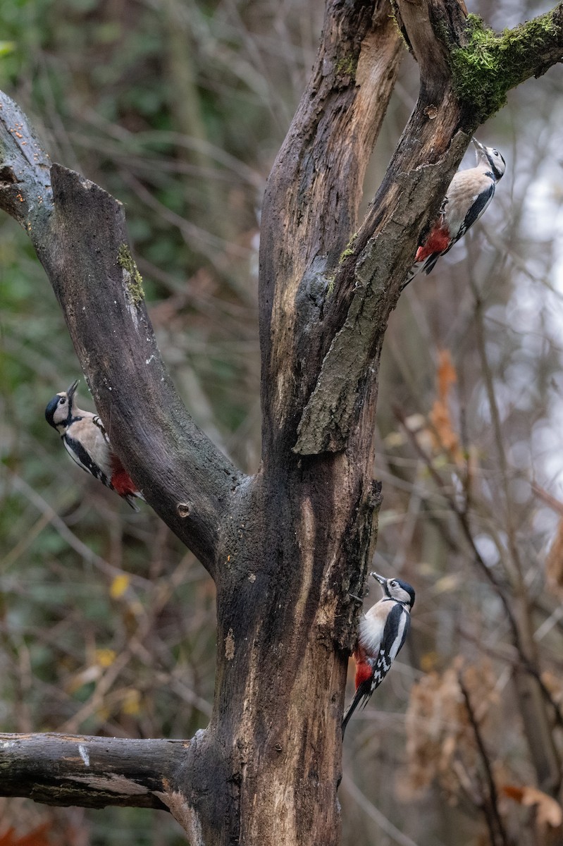 Okil handia - ML646586916