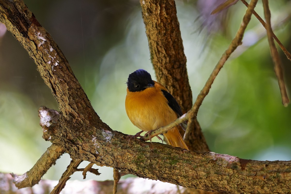Black-and-orange Flycatcher - ML646586919