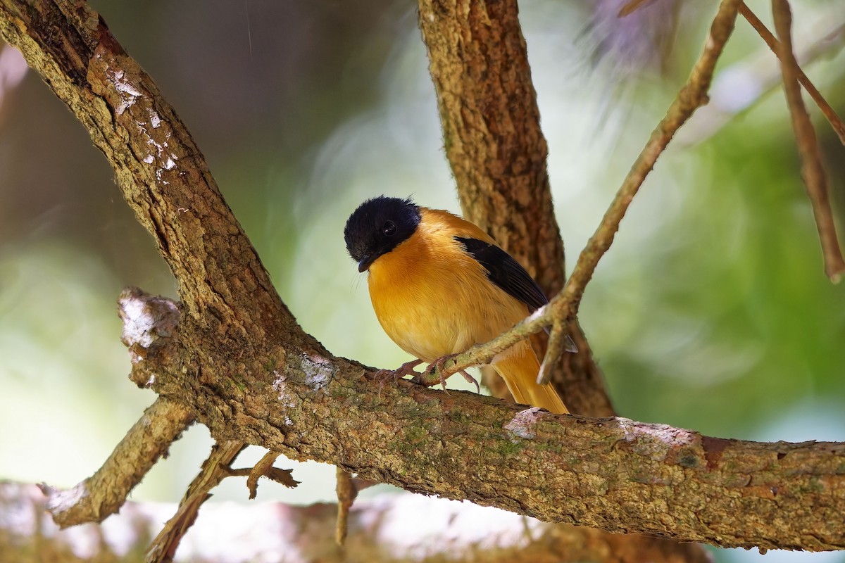 Black-and-orange Flycatcher - ML646586920