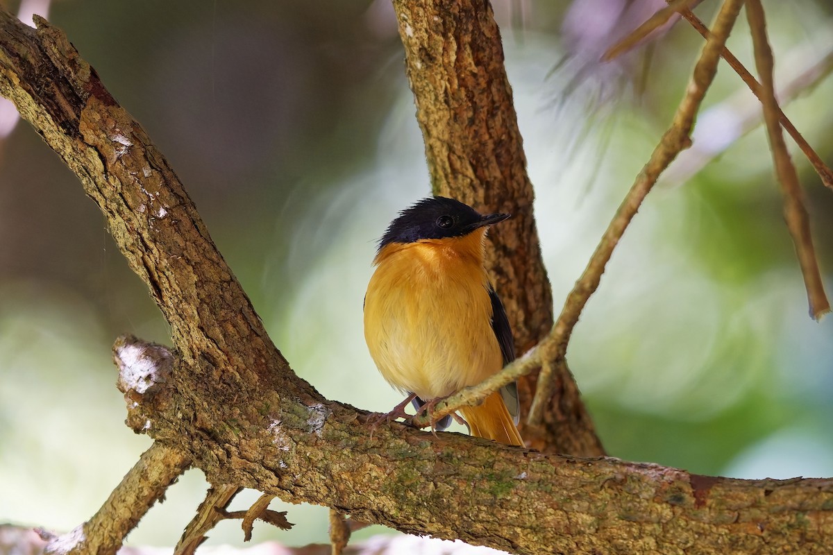 Black-and-orange Flycatcher - ML646586921