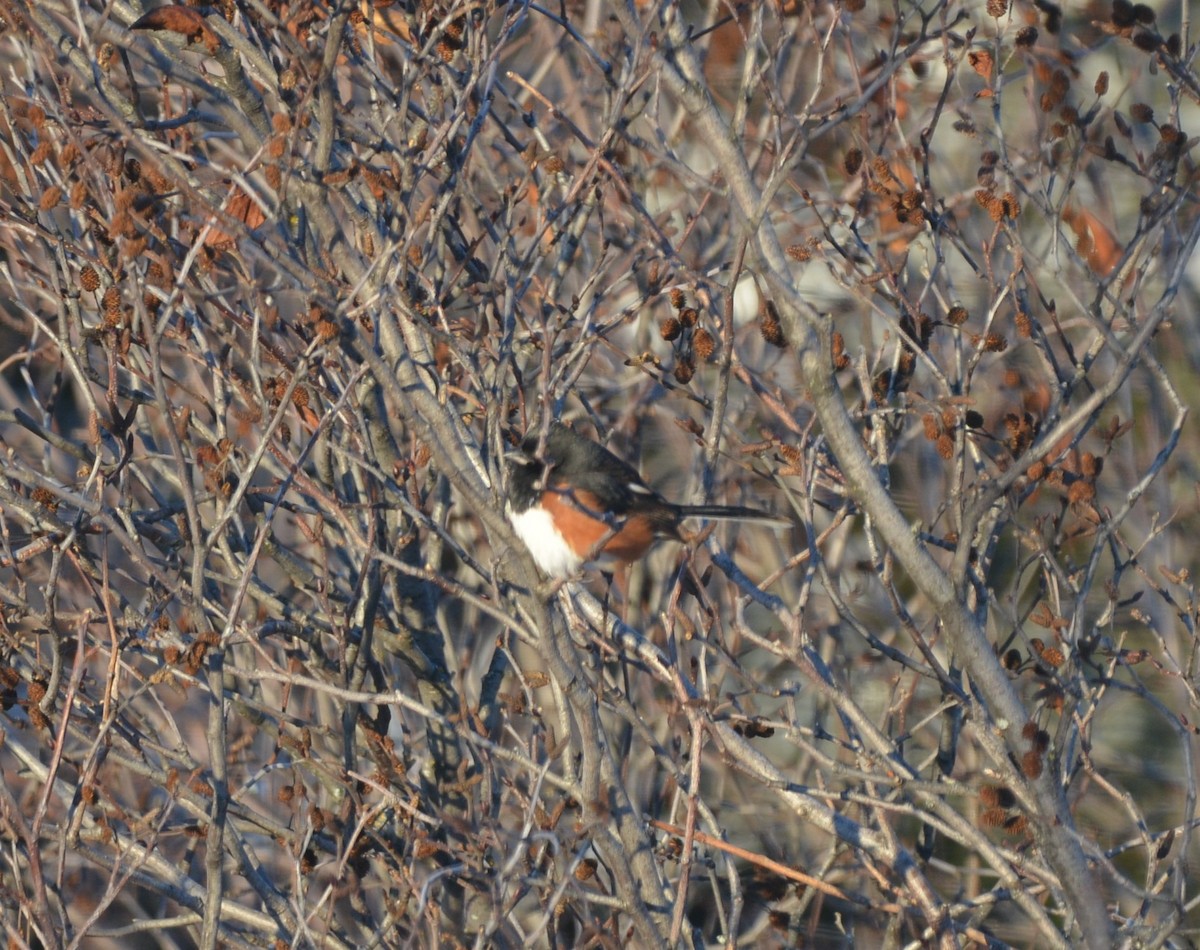 Тауї східний (підвид erythrophthalmus/canaster) - ML646586923