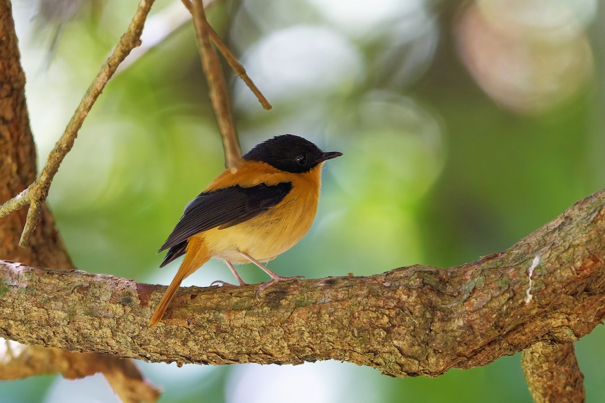 Black-and-orange Flycatcher - ML646586924