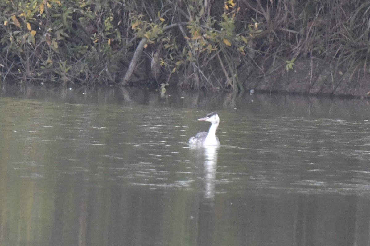 Great Crested Grebe - ML646586925