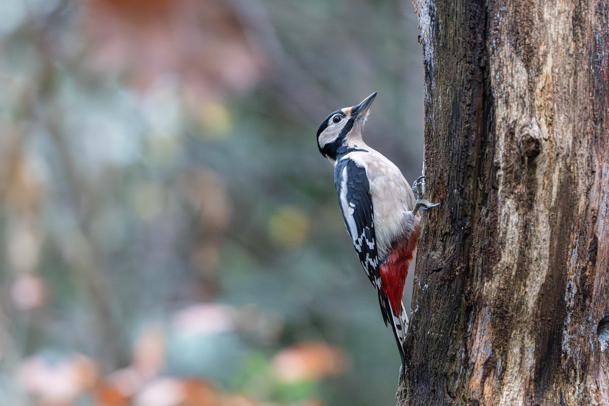 Okil handia - ML646586926