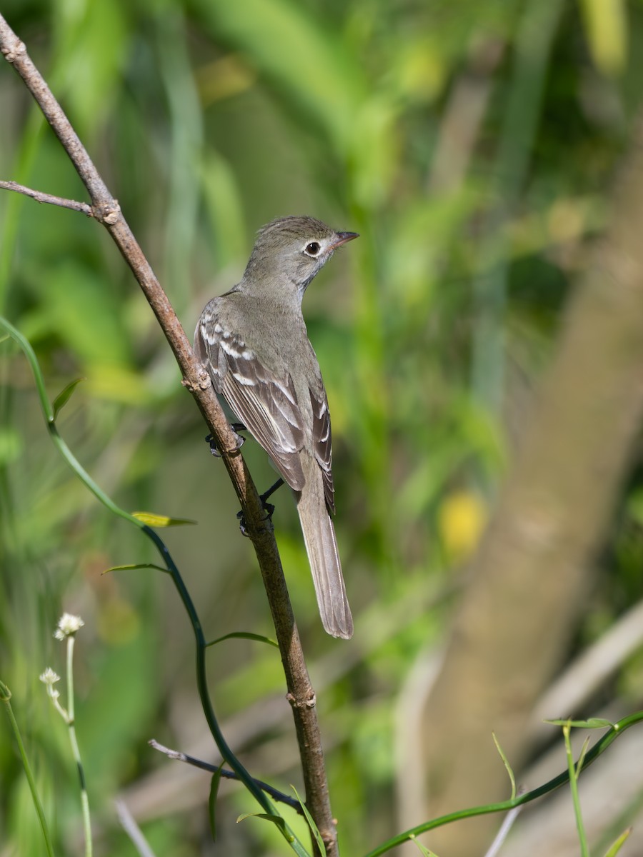 Короткоклювая эления - ML646586927