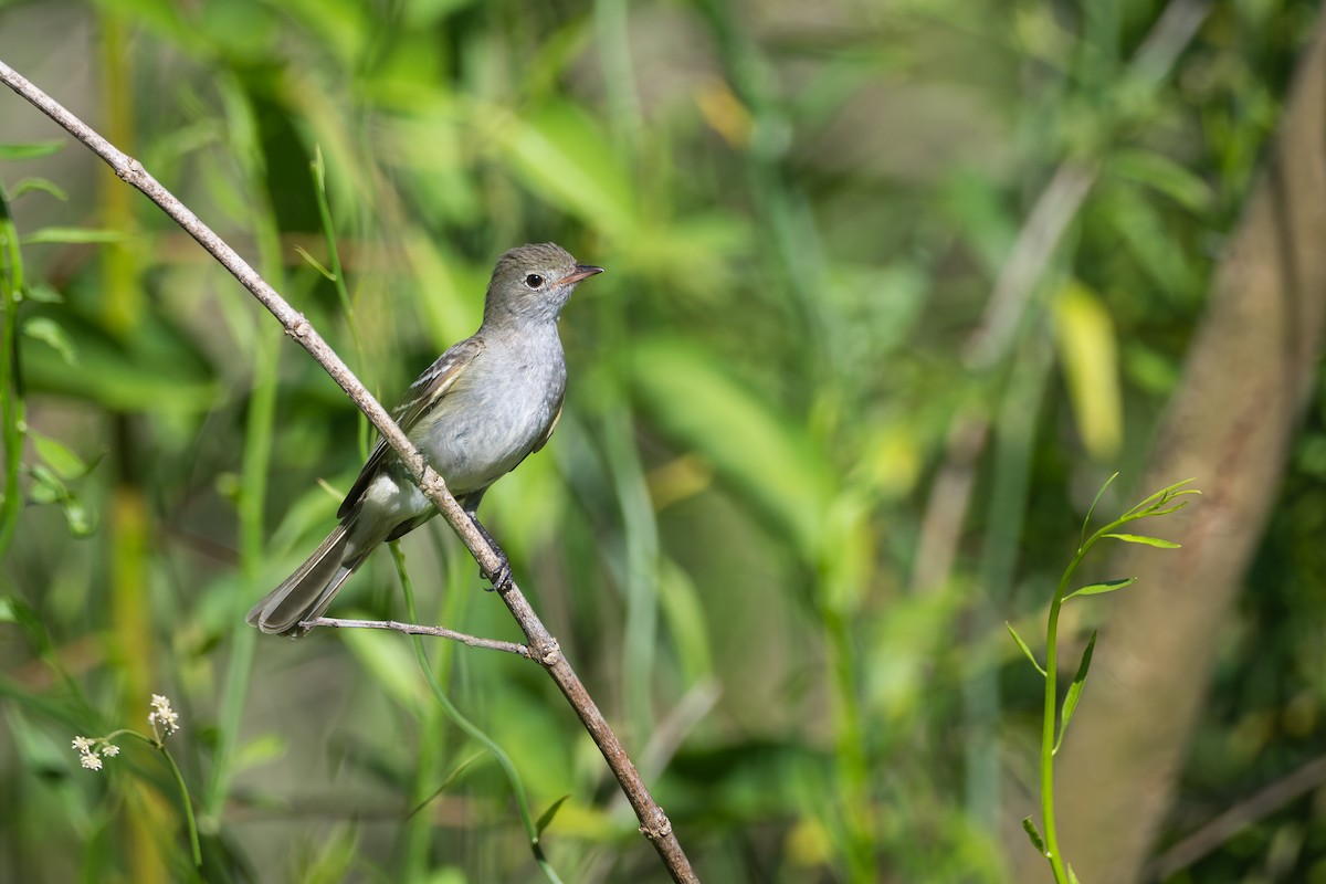 Короткоклювая эления - ML646586928