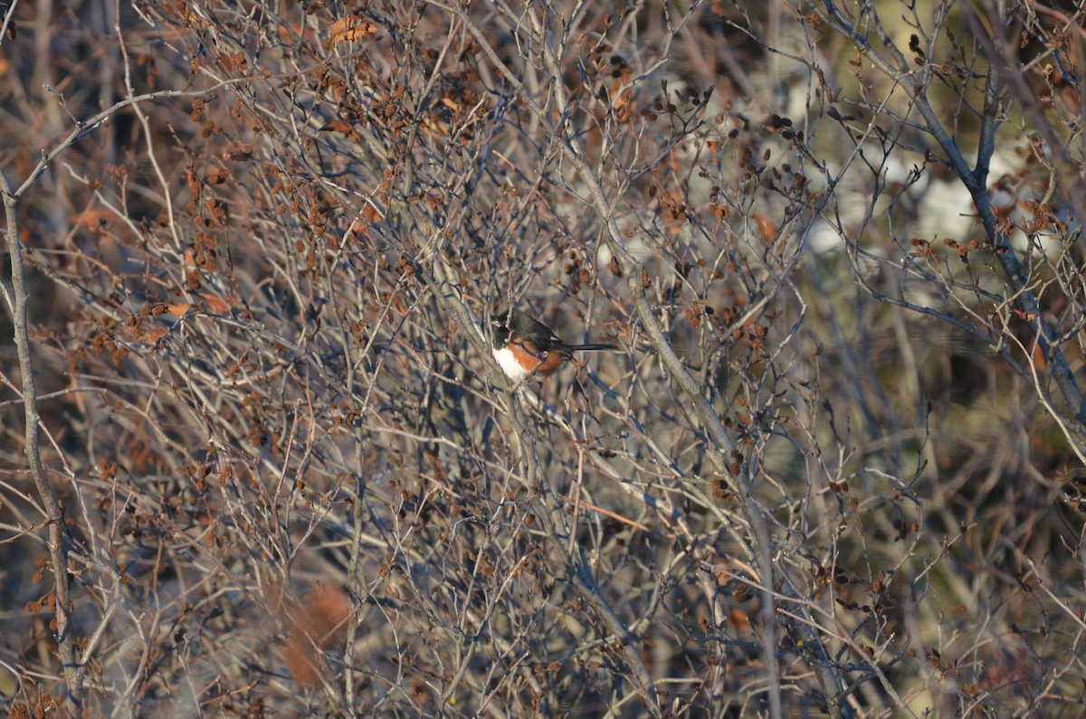 Тауї східний (підвид erythrophthalmus/canaster) - ML646586929