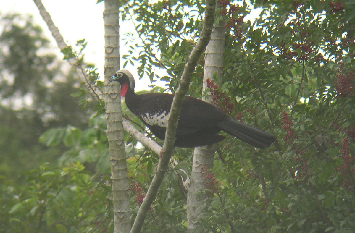 Black-fronted Piping-Guan - ML646586930