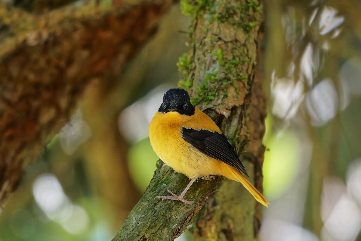 Black-and-orange Flycatcher - ML646586932