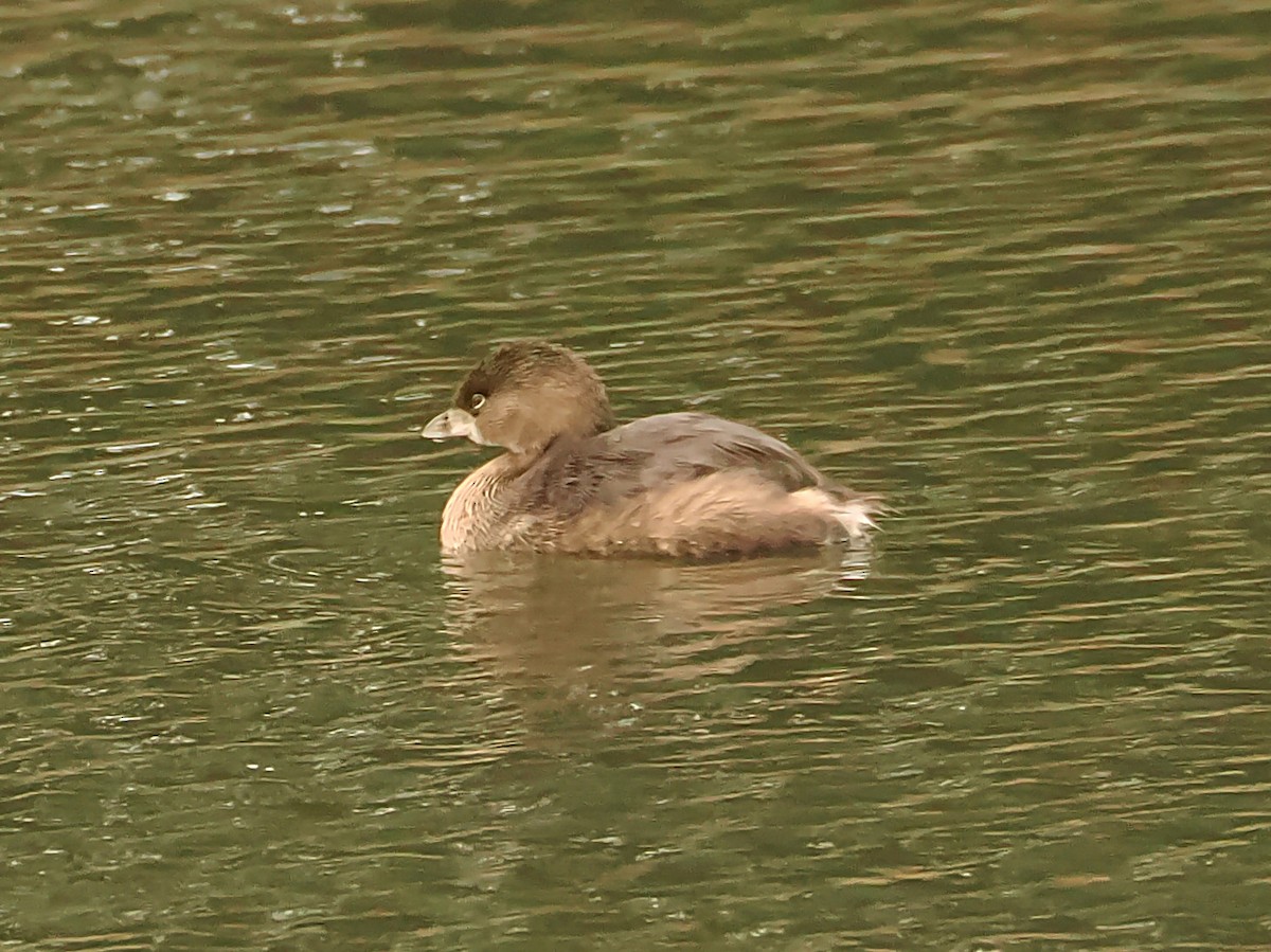 Pied-billed Grebe - ML646586933