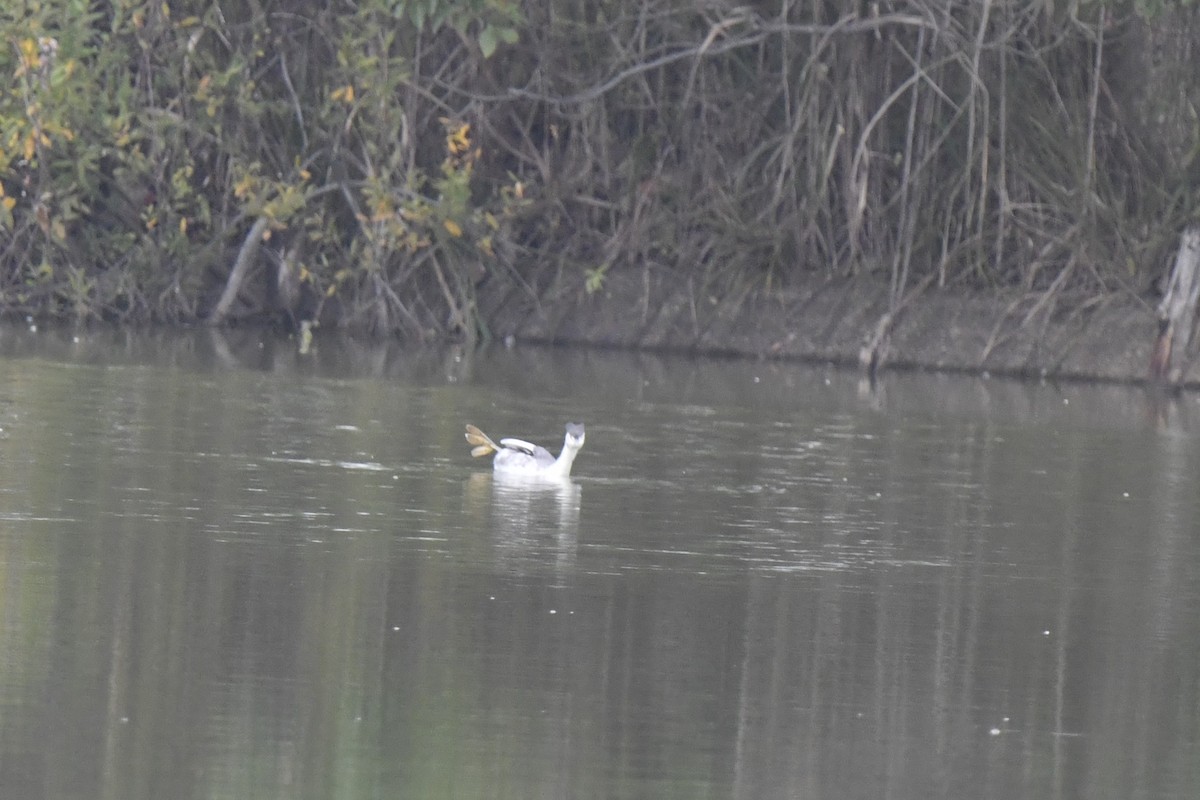 Great Crested Grebe - ML646586935
