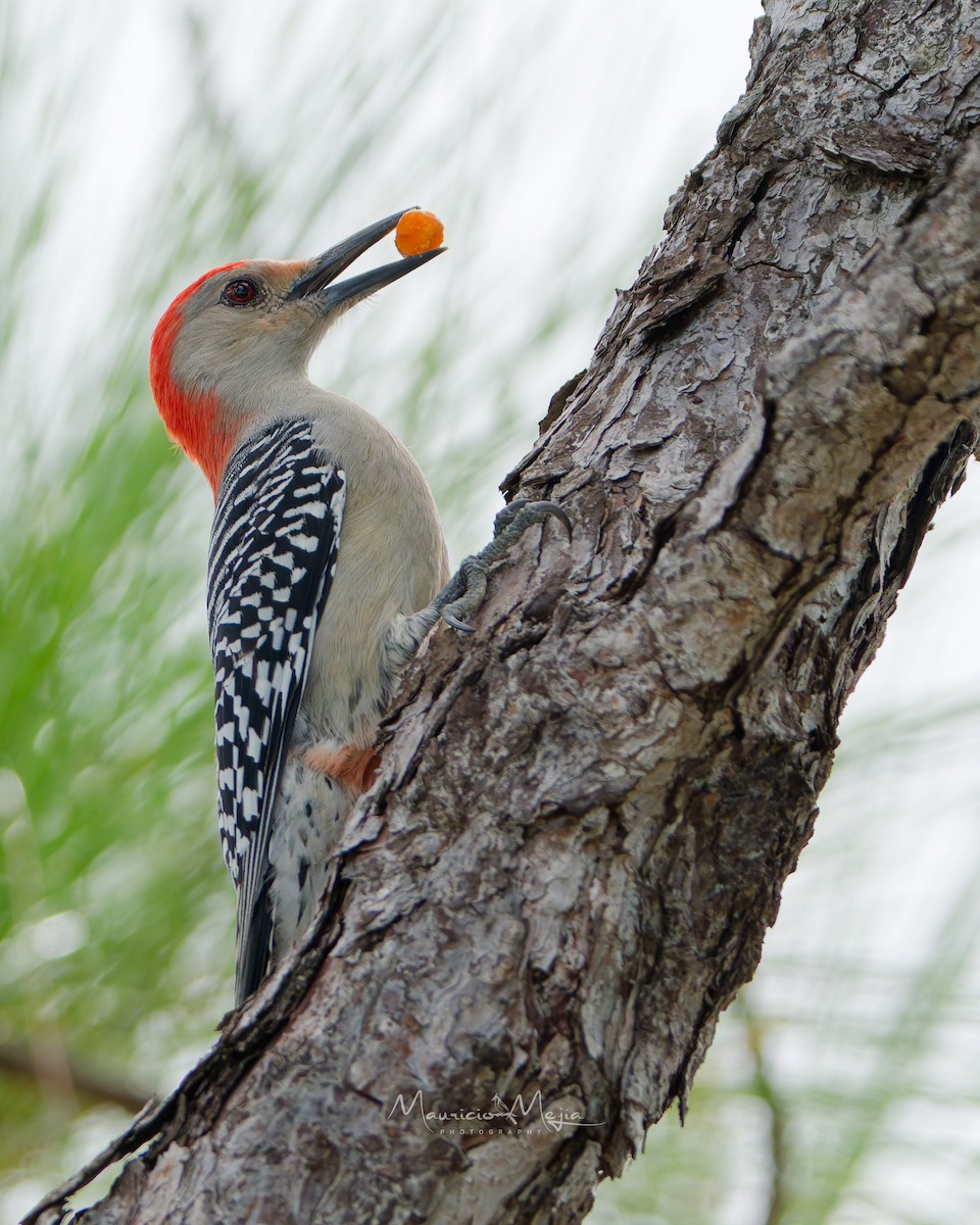 Red-bellied Woodpecker - ML646586937