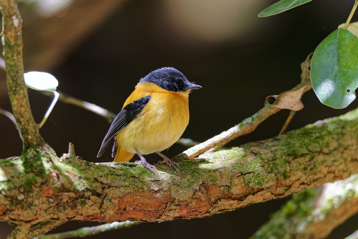 Black-and-orange Flycatcher - ML646586938