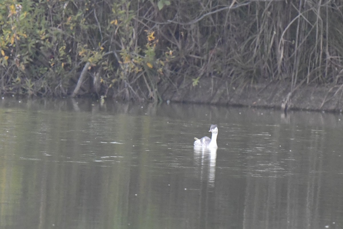 Great Crested Grebe - ML646586939