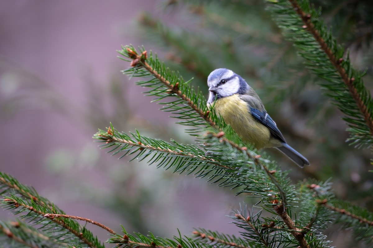 Amilotx urdin europarra - ML646586940