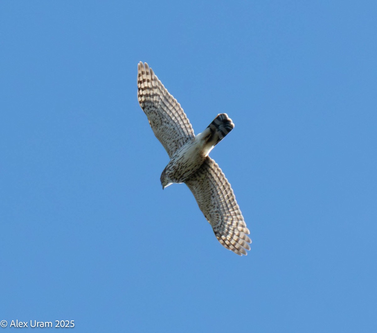 Cooper's Hawk - ML646586941