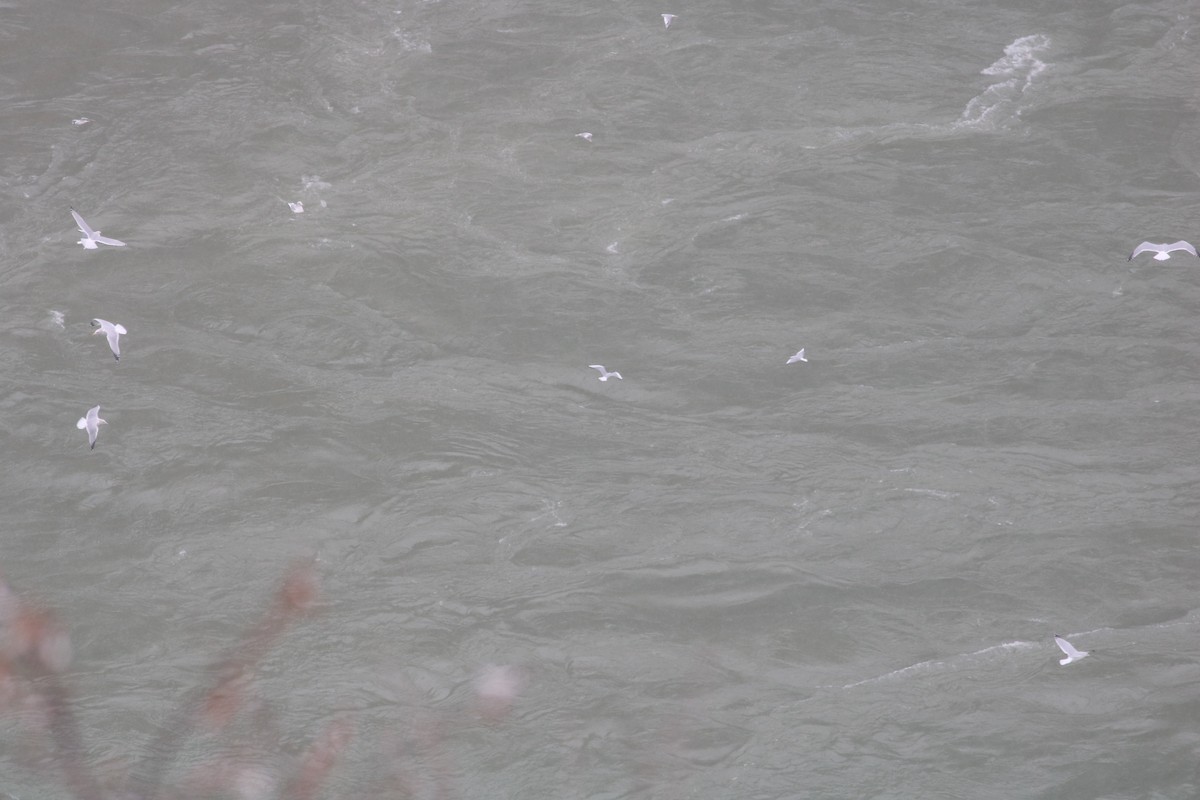 Ring-billed Gull - ML646586946