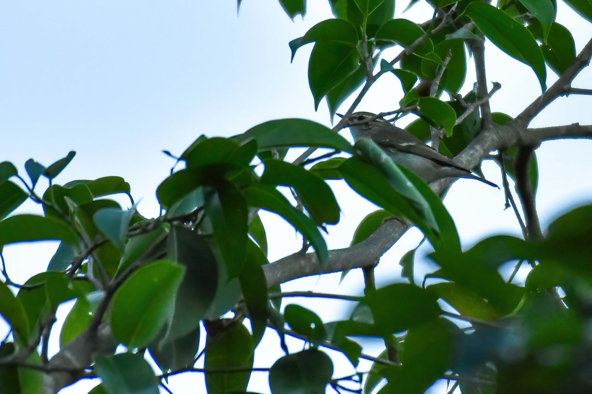 Тусклая пеночка - ML646586948