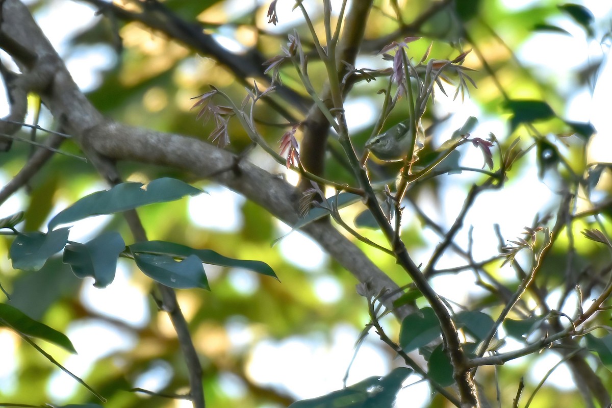 Тусклая пеночка - ML646586949