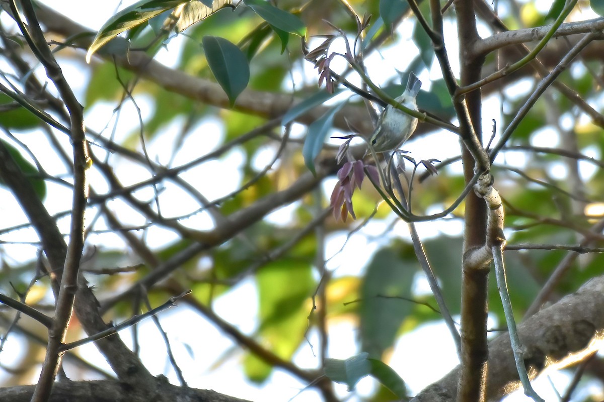 Тусклая пеночка - ML646586950