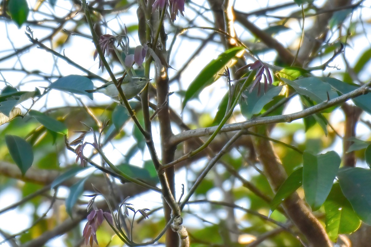 Тусклая пеночка - ML646586951