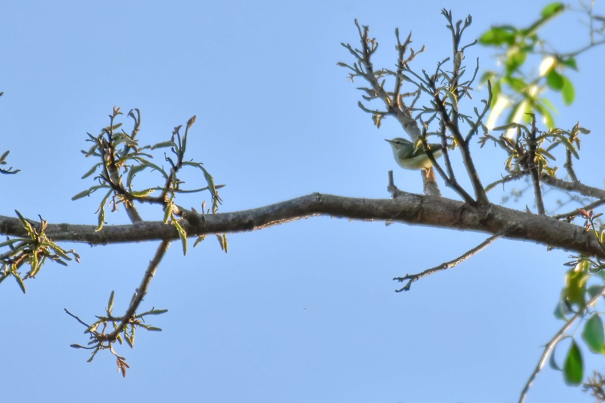 Тусклая пеночка - ML646586952