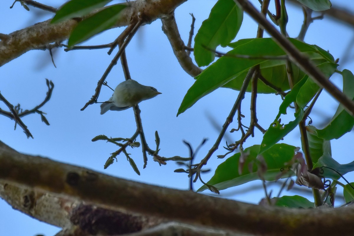 Тусклая пеночка - ML646586953