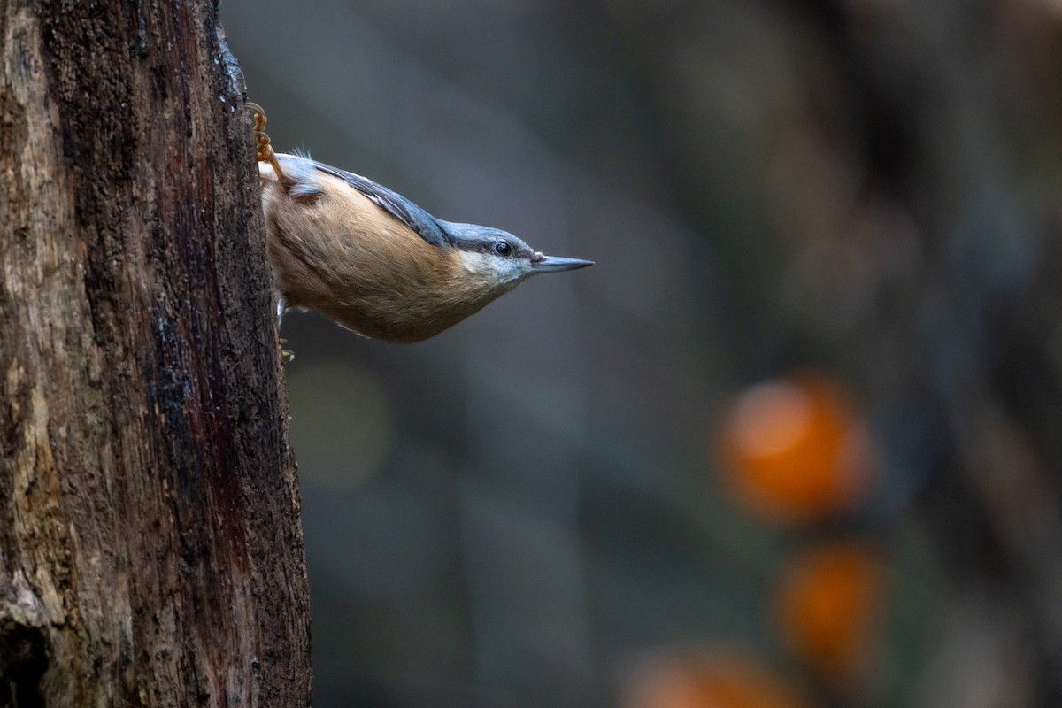 Garrapo eurasiarra - ML646586960