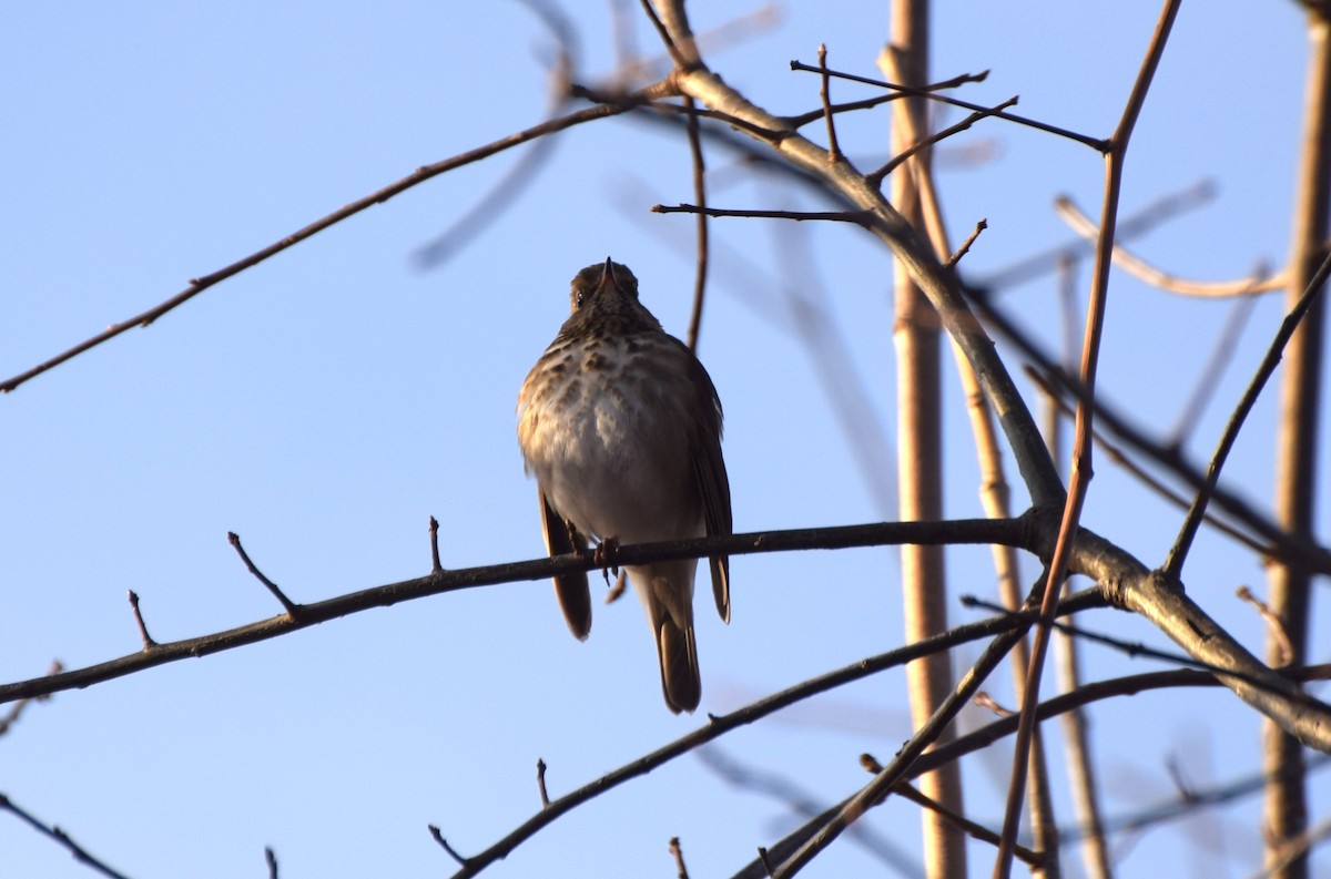 Дрізд-короткодзьоб плямистоволий - ML646586961