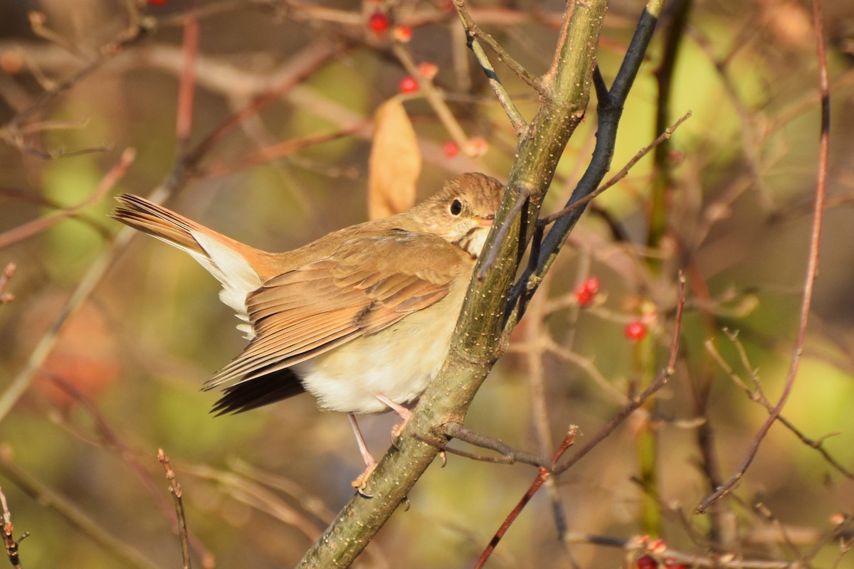 Дрізд-короткодзьоб плямистоволий - ML646586962