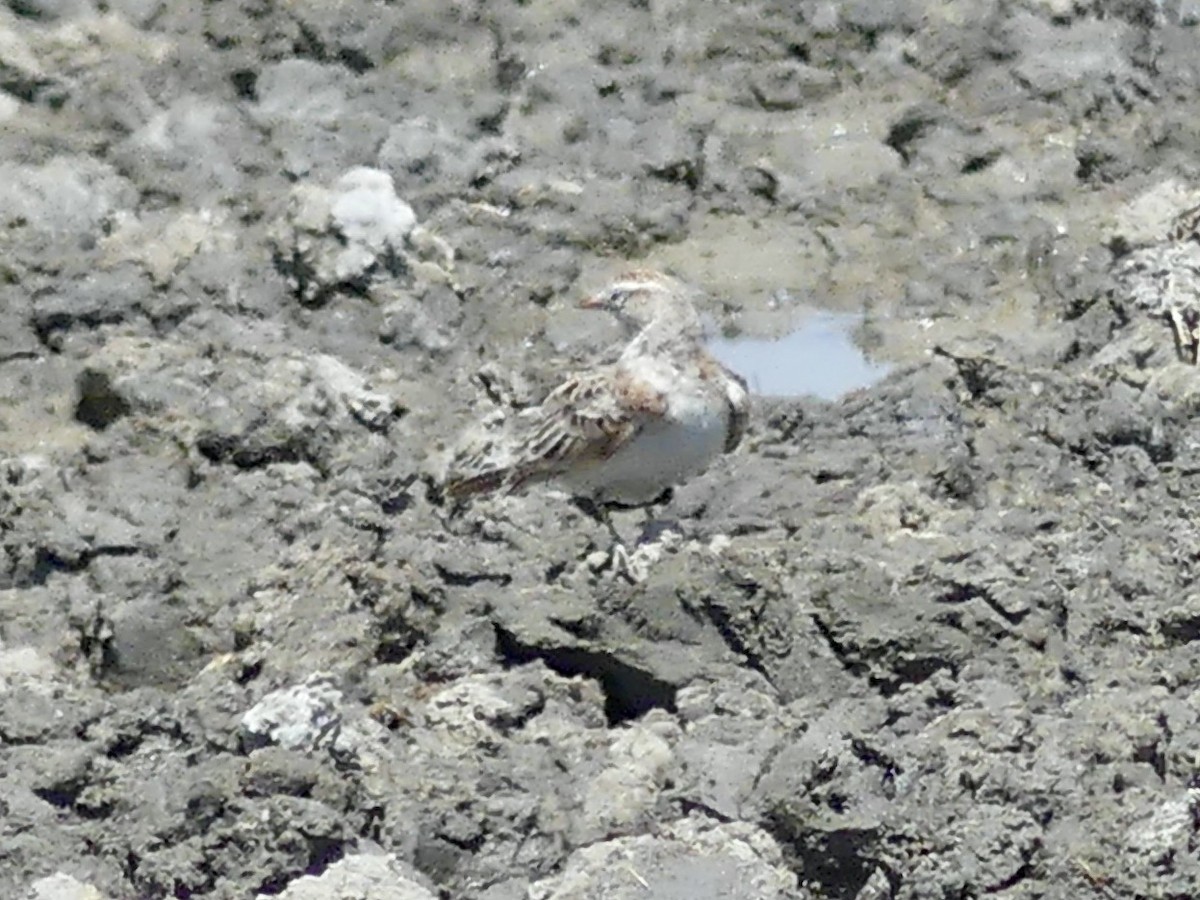 Red-capped Lark - ML646586965