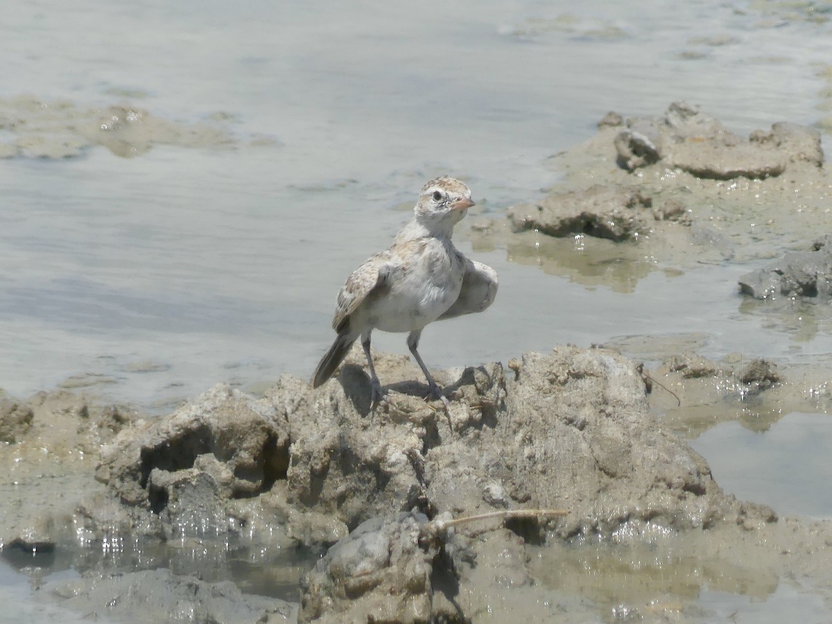 Red-capped Lark - ML646586966