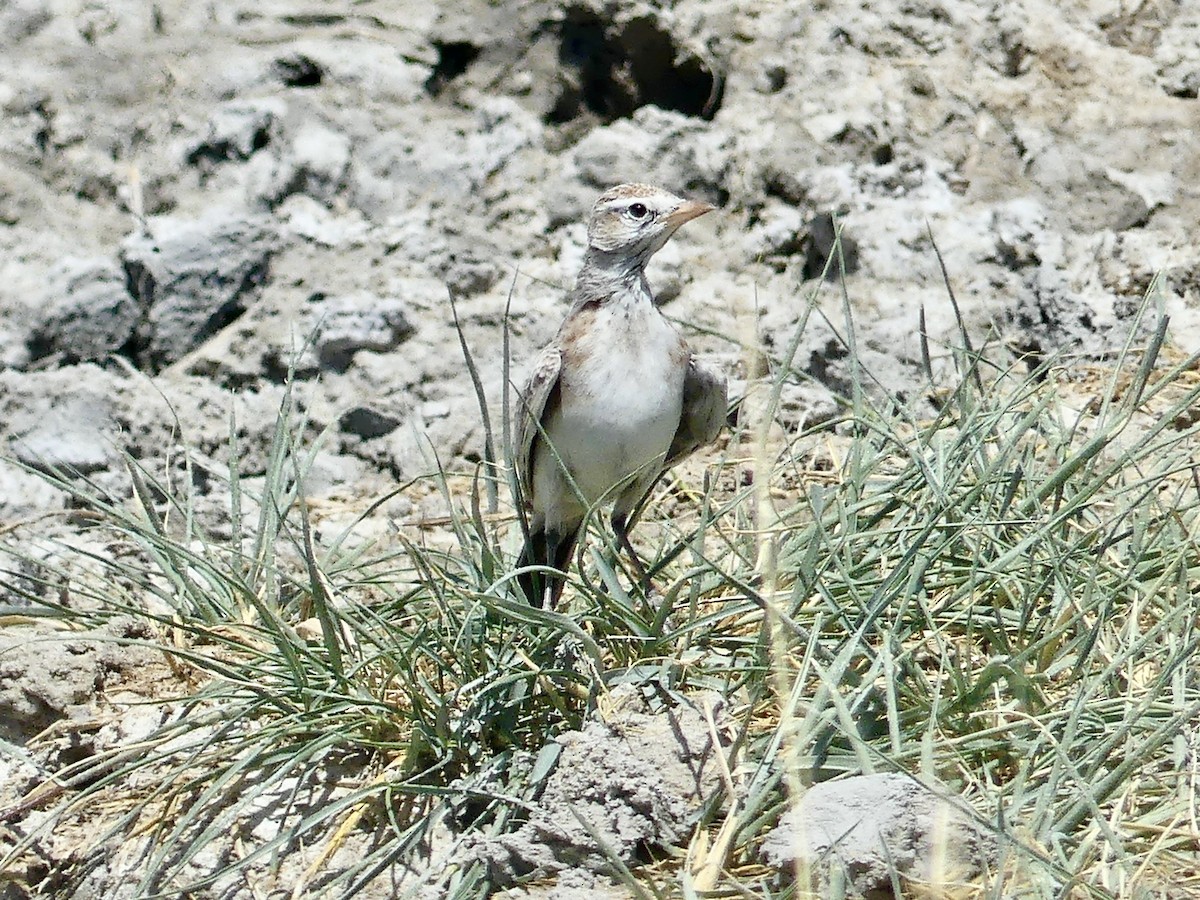 Red-capped Lark - ML646586968