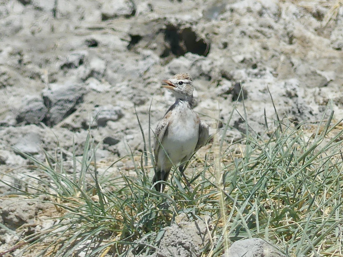 Red-capped Lark - ML646586969