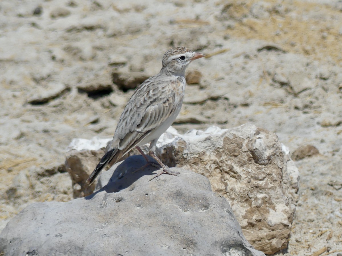 Red-capped Lark - ML646586970
