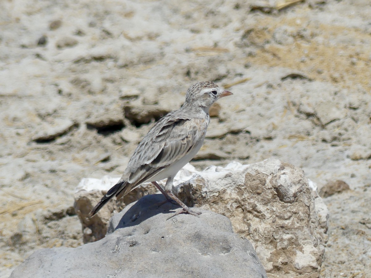 Red-capped Lark - ML646586971