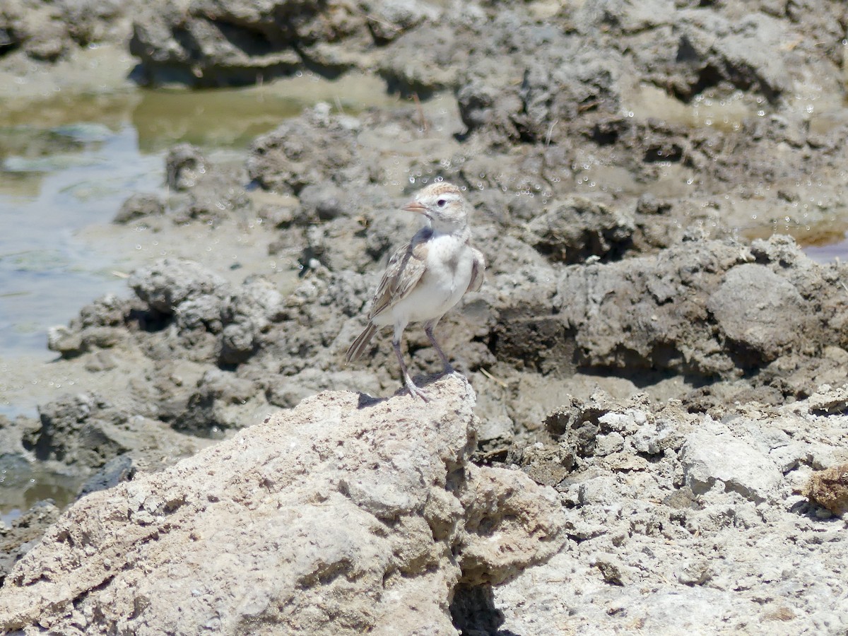 Red-capped Lark - ML646586972