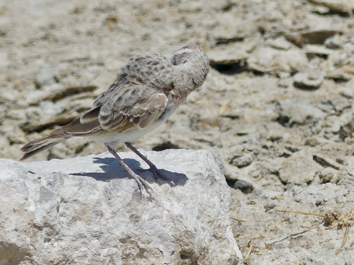 Red-capped Lark - ML646586973