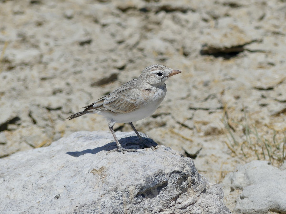 Red-capped Lark - ML646586974