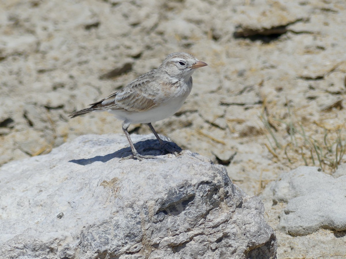 Red-capped Lark - ML646586975