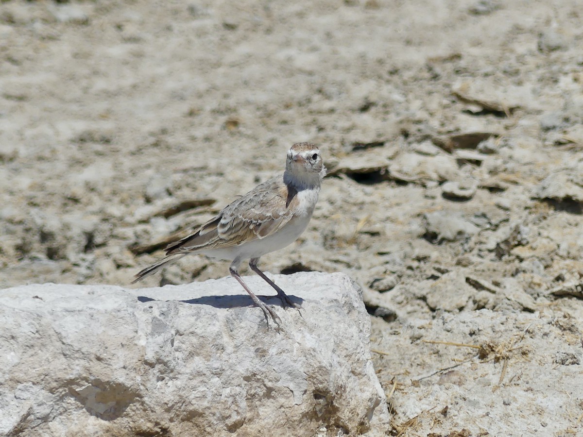 Red-capped Lark - ML646586976