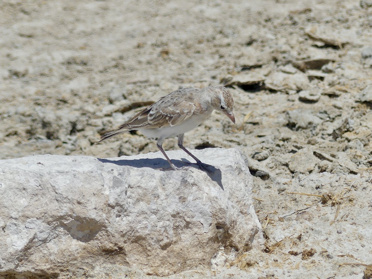 Red-capped Lark - ML646586977