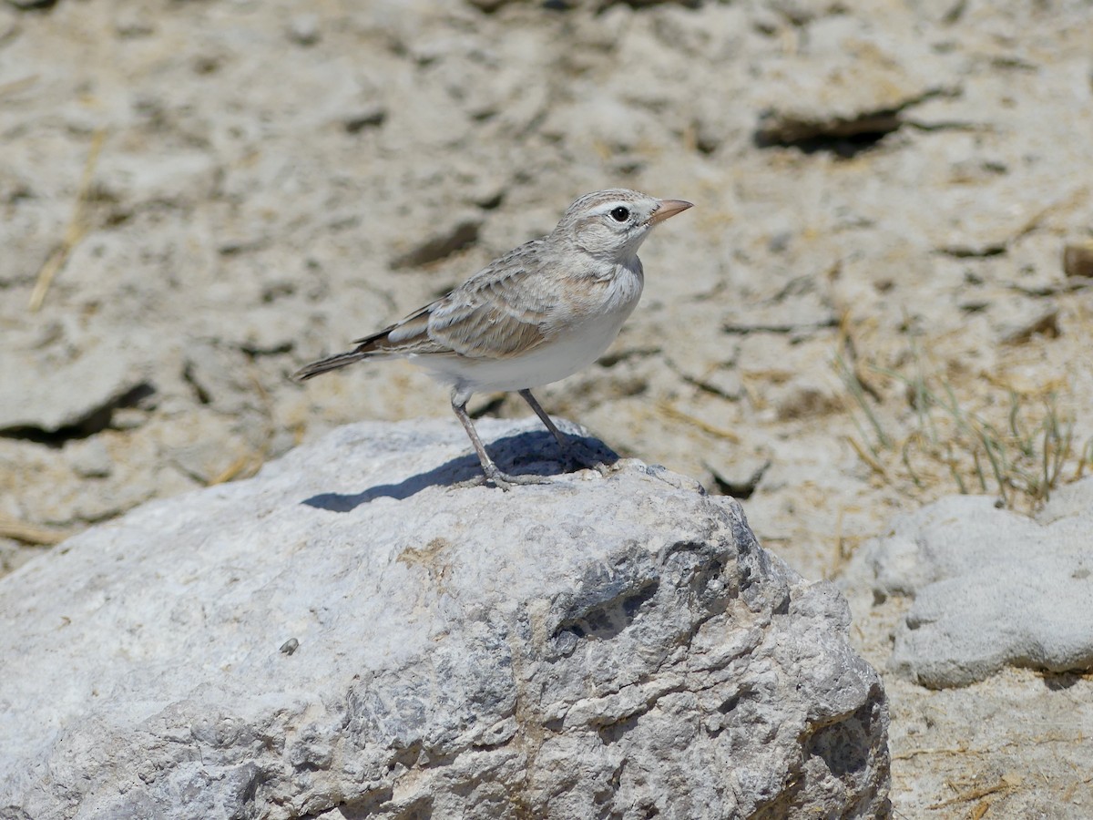 Red-capped Lark - ML646586978