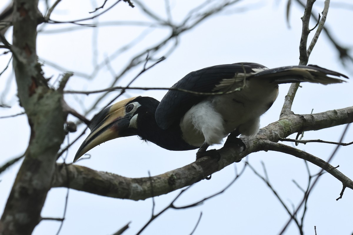 Oriental Pied-Hornbill - ML646586979