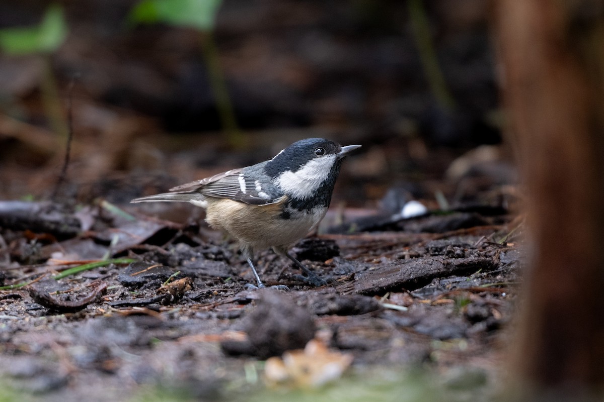 Pinu-kaskabeltza - ML646586982