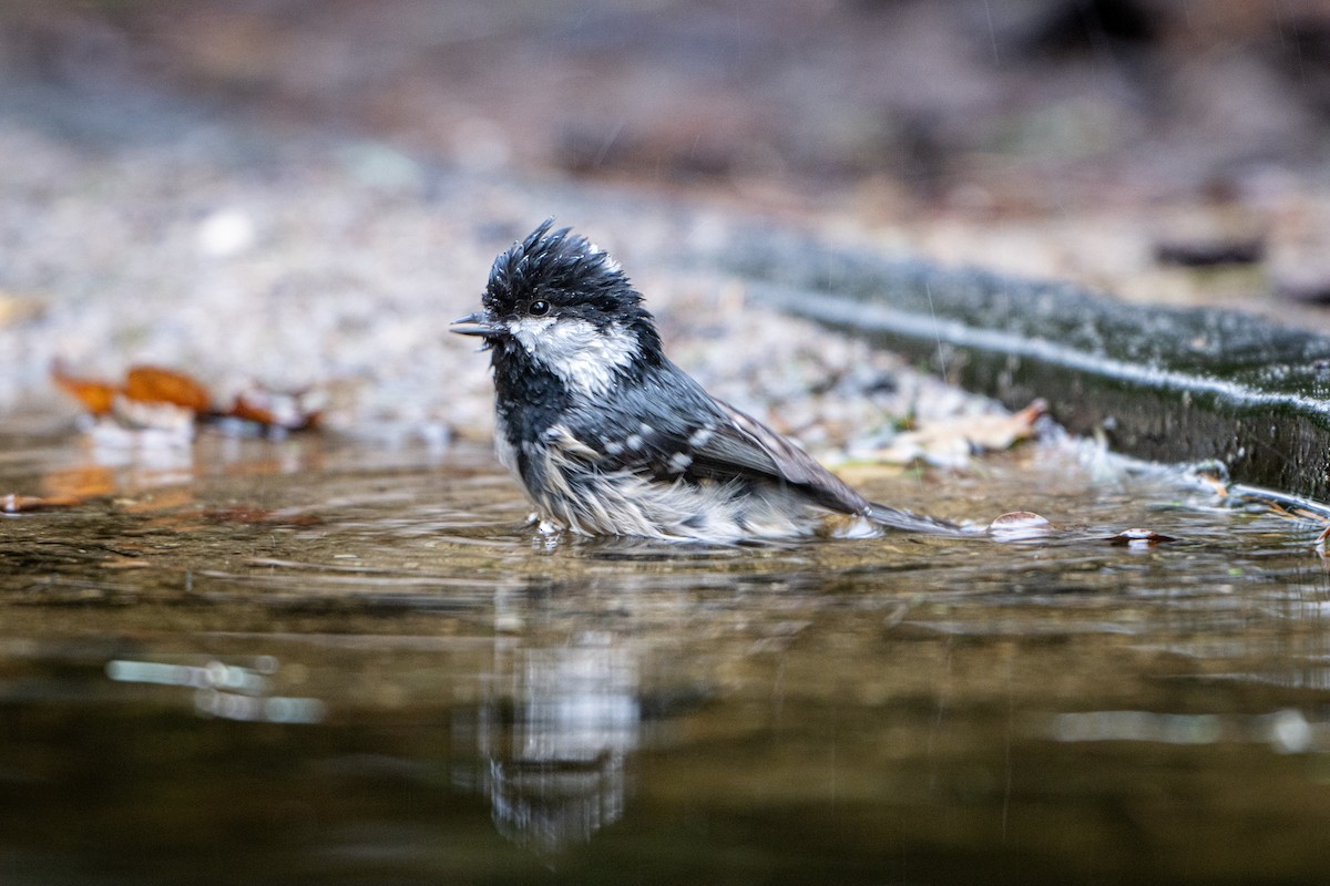 Pinu-kaskabeltza - ML646586983