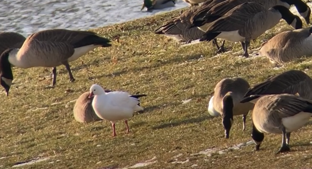 Ross's Goose - ML646586984