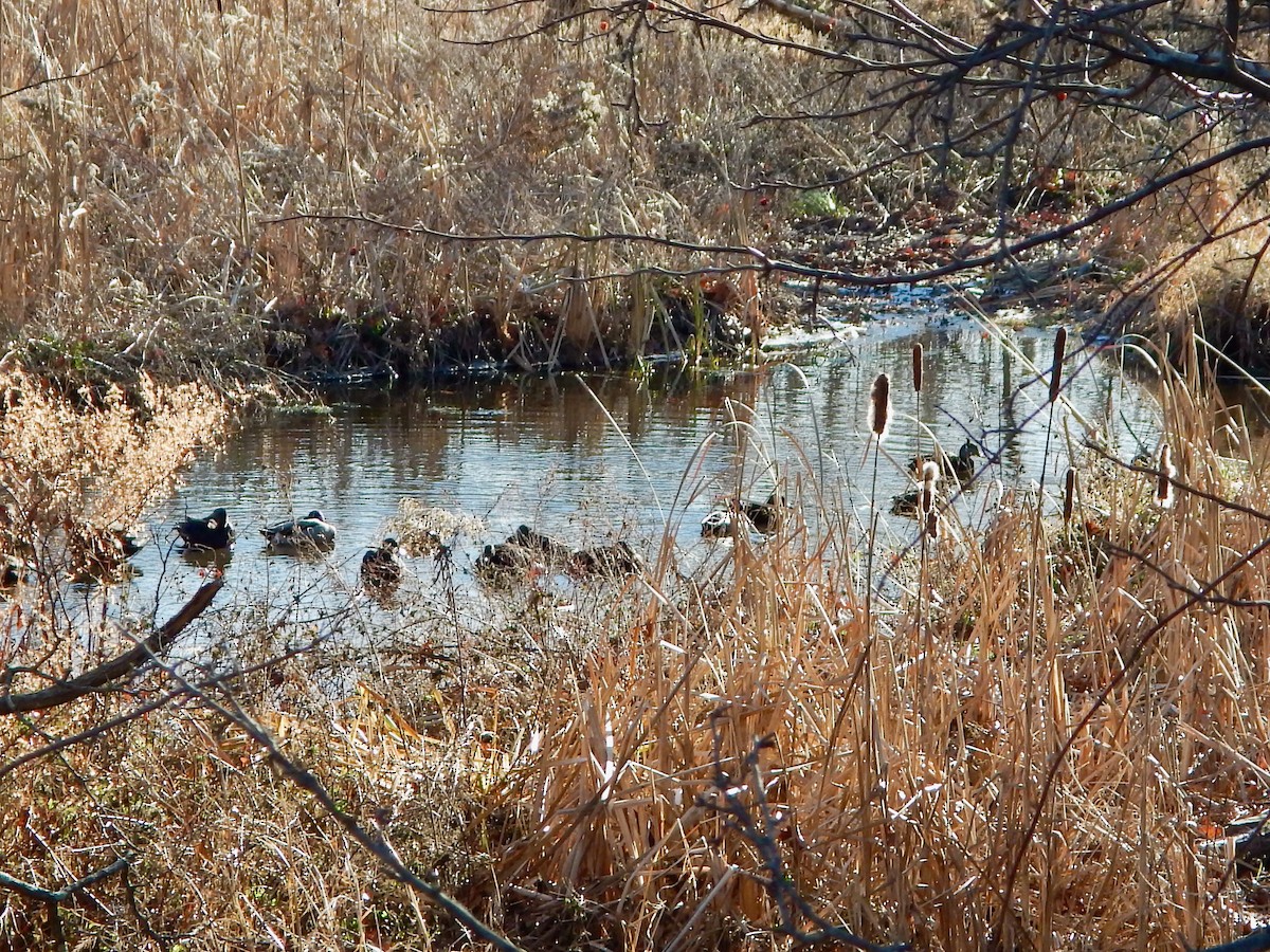 American Black Duck - ML646586985