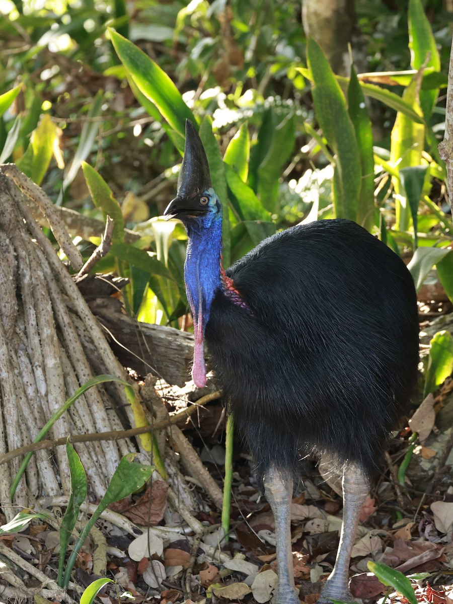 Southern Cassowary - ML646586986